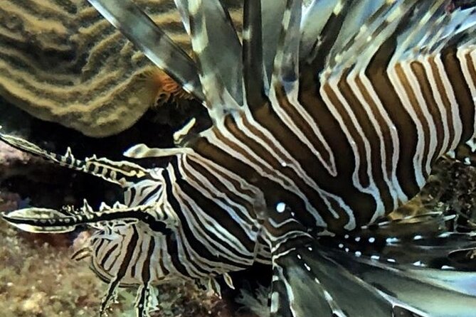 PADI Open Water Diver Course in Bayahibe - Who should book this course