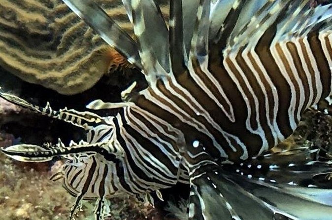 PADI Open Water Diver Course in Bayahibe - Practical booking advice for Bayahibe