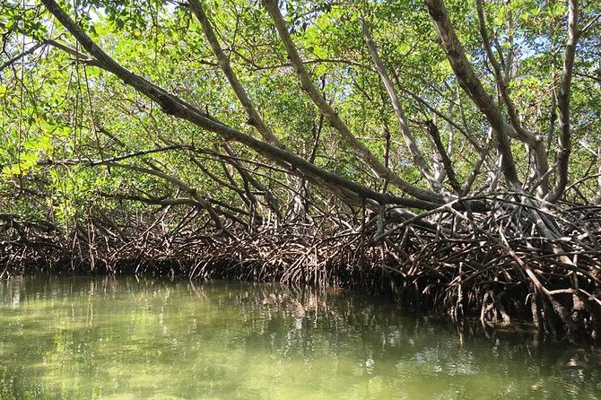 Paradise Island & Mangroves Tour - The mangrove ride: scenic, quick, and easy to misunderstand