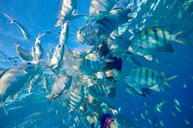 Private all-inclusive snorkeling at sosua beach. - Timing, weather, and cancellation details