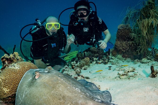 Private Bayahibe 3 Tank Diving with Lunch from Punta Cana - Choosing among reefs, Atlantic Princess, and St-Georges Wreck