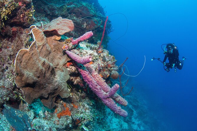 Private Bayahibe 3 Tank Diving with Lunch from Punta Cana - Two morning sessions before lunch