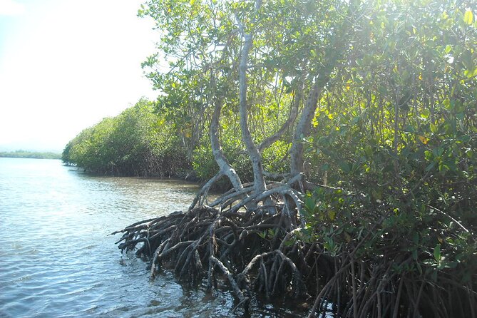 Private Boat Nature Tour of Saona Island - Is $345 per person a fair price?