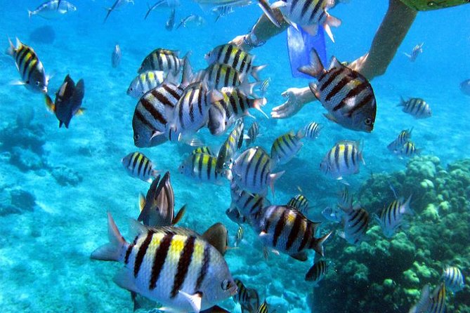 Private Catamaran Booze Cruise & Snorkeling - Cruising, music, and the open bar