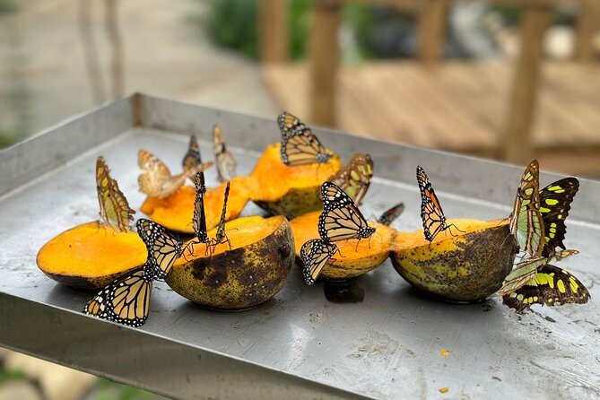 Puerto Plata City Tour with Butterfly Garden - Why this Puerto Plata tour works as a first look