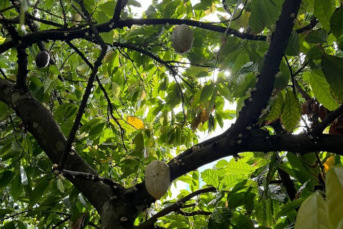 Puerto Plata City Tour with Butterfly Garden - Guides can make or break the day