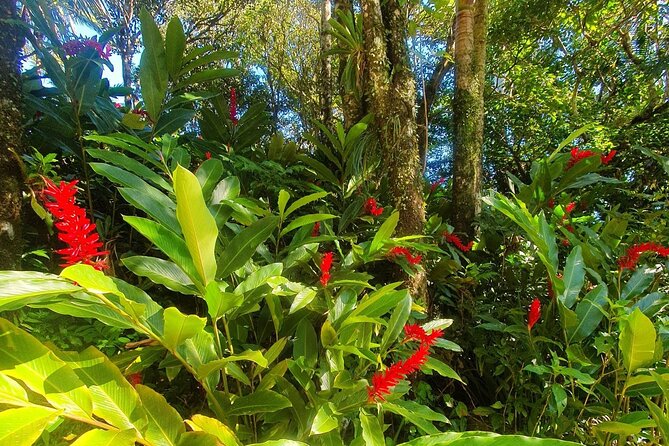 Puerto Plata City Tour with the Mount Isabel, Rum & Chocolate - Puerto Plata’s old center in short, colorful walks