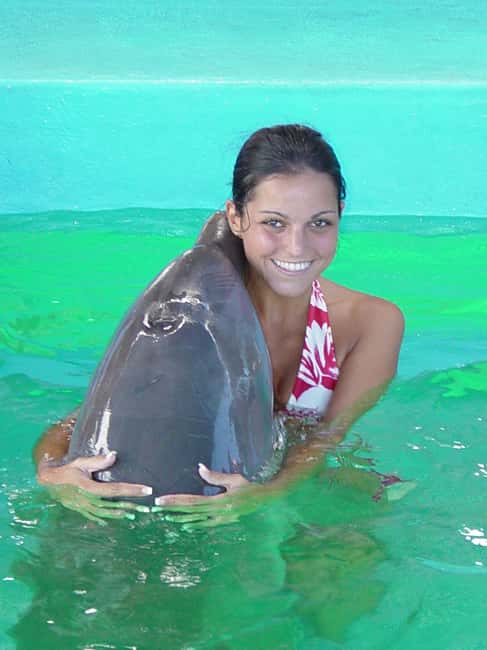Puerto Plata: Dolphin Encounter at Ocean World - Meeting a bottlenose dolphin in waist-deep water