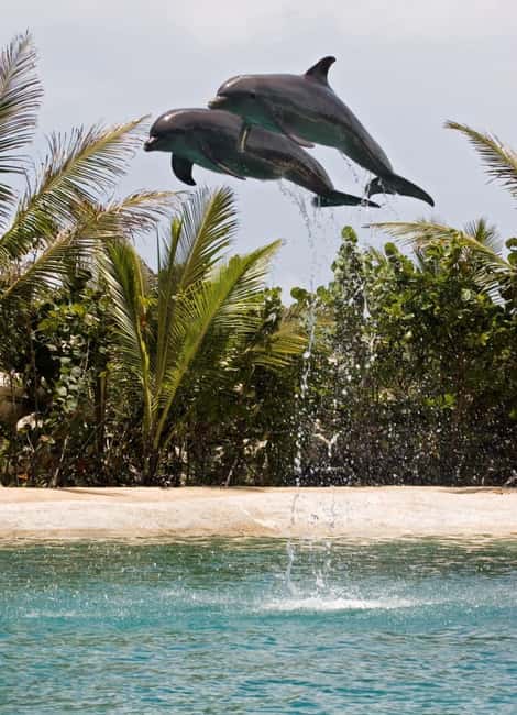 Puerto Plata: Dolphin Encounter at Ocean World - Rainforest, birds, and iguanas