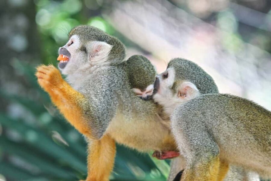 Puerto Plata: Monkeyland and Zip-Line Adventure - Is the $90 price fair?