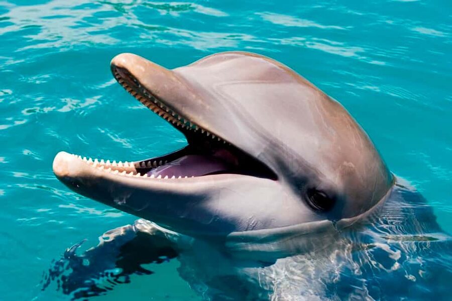 Puerto Plata: Ocean World Adventure Park Day Pass - Getting there from Puerto Plata hotels