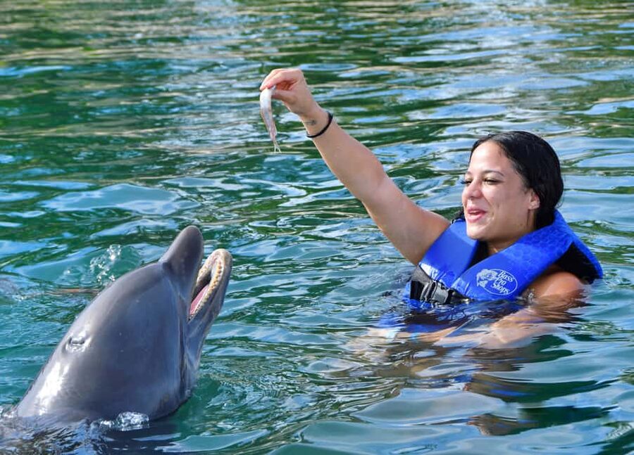 Puerto Plata Ocean World Dolphin Swim - Key points to know before booking