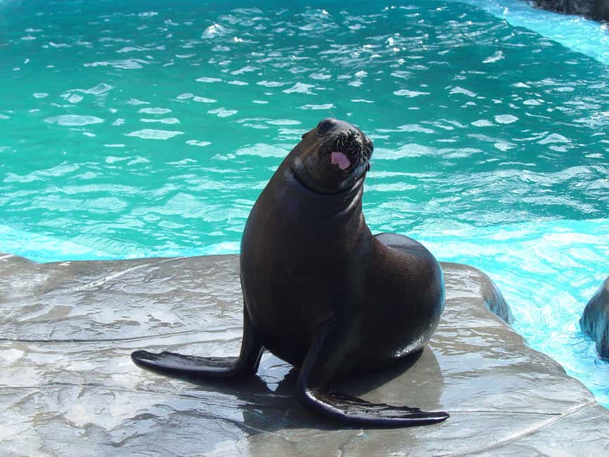 Puerto Plata Ocean World Tickets - Key points to know before you book