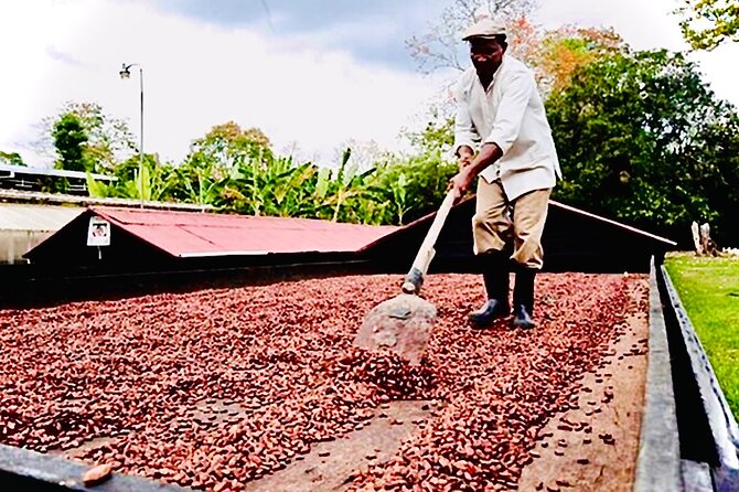 Punta Cana Buggy Adventure - A Traditional House and a Look at Local Cacao