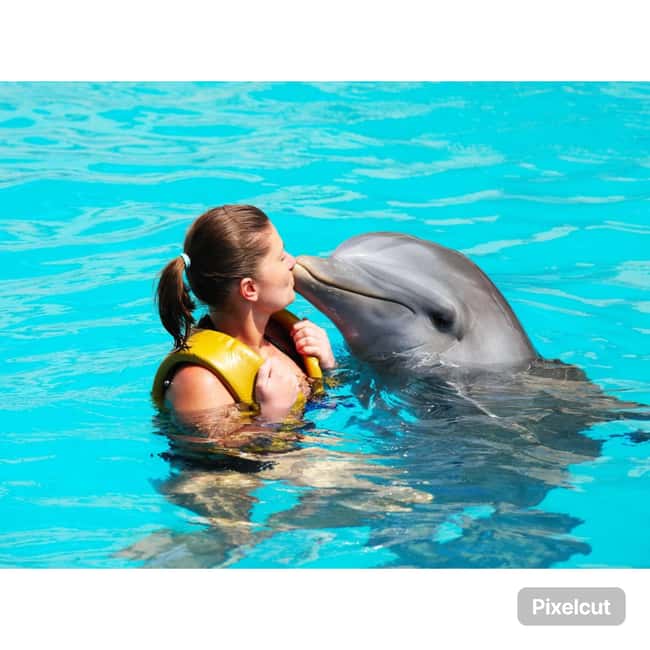 Punta Cana: Dolphin Explorer Park Entry, Swim, or Encounter - The photo question: plan for a hard sell