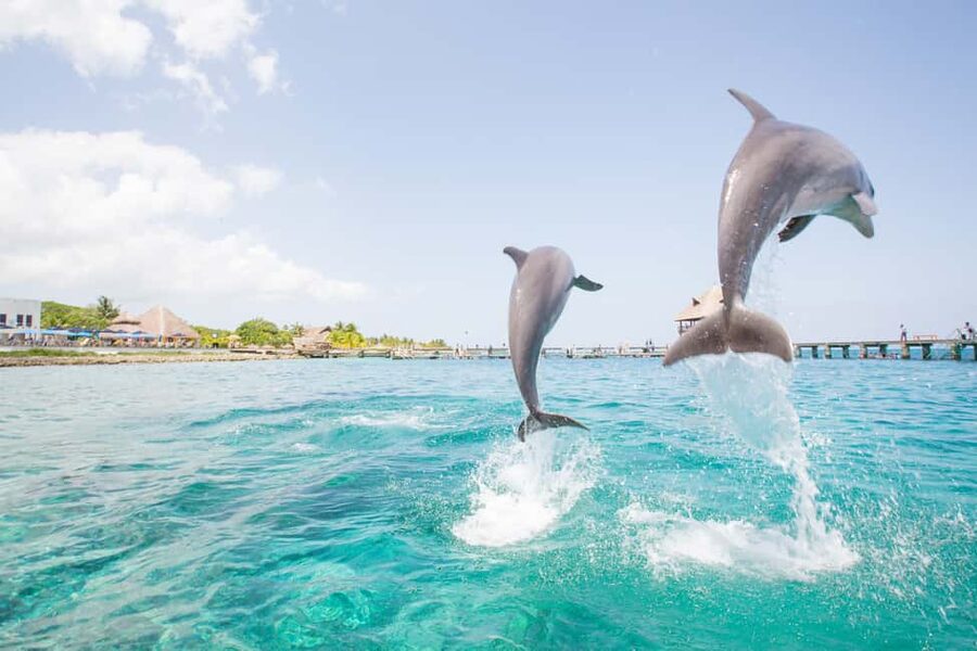 Punta Cana: Dolphin Explorer Swims and Interactions - Should you book Dolphin Explorer?