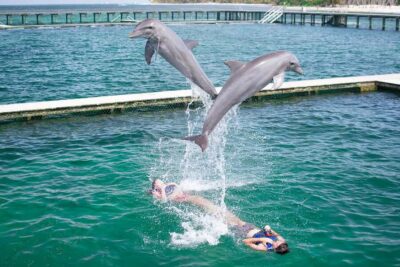Dolphin Explorer Swims and Interactions