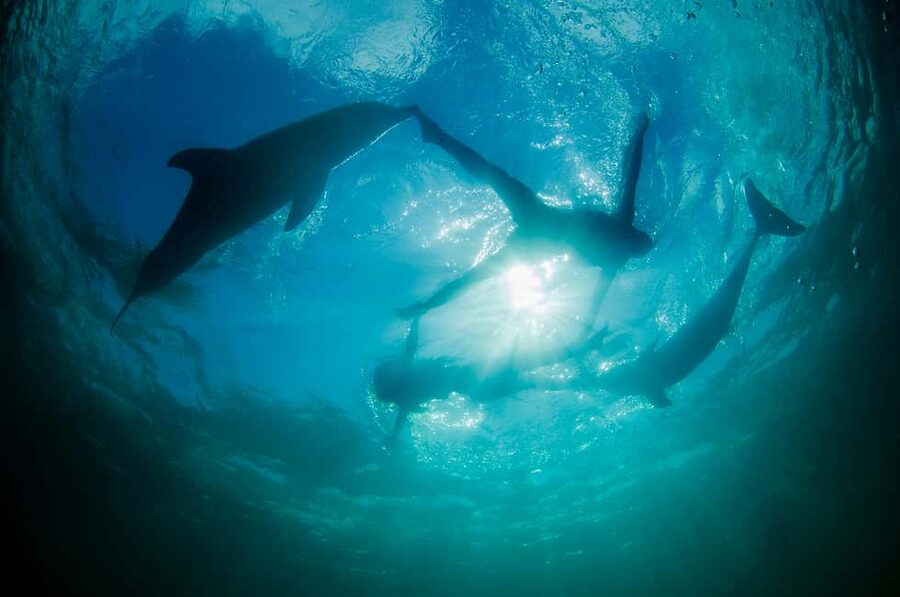 Punta Cana: Dolphin Explorer Swims and Interactions - Photos, phones, and the real final price