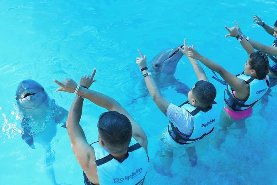 Punta Cana: Dolphin Interaction Experience & Hotel Transfers - Group size, waiting, and the rhythm of the day