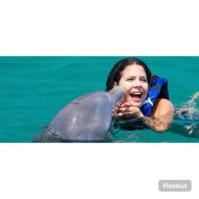 Punta Cana: Dolphin Park Entry and Swim with Dolphins - Meeting the dolphins in Punta Cana