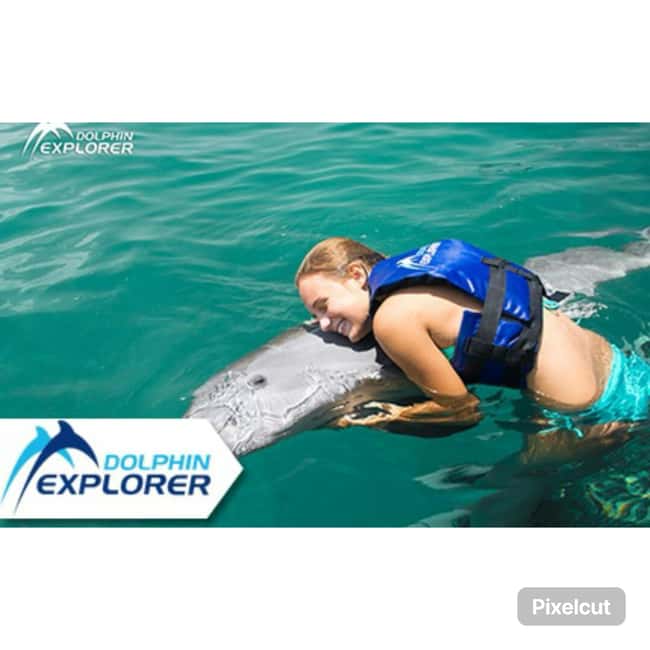 Punta Cana: Dolphin Park Entry and Swim with Dolphins - The sea lion show after the water session