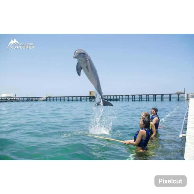 Punta Cana: Dolphin Park Entry and Swim with Dolphins - Hotel pickup is useful, but confirm it twice