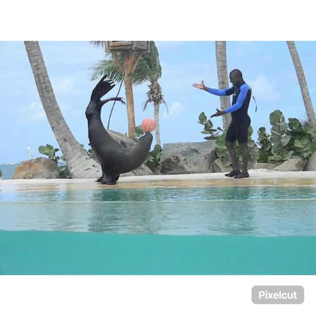 Punta Cana: Dolphin Park Entry and Swim with Dolphins - Who will enjoy this experience most?