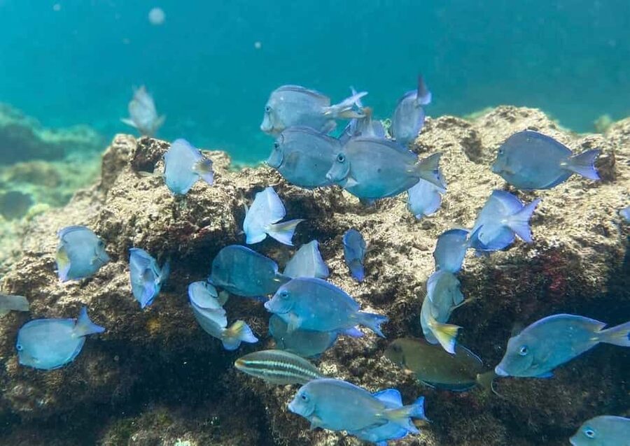 Punta Cana: Full-day Snorkelling Tour in Catalina Island - Key points to know before booking