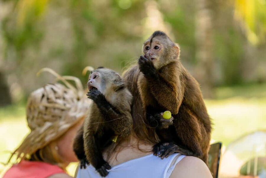 Punta Cana: Interactive Experience at Monkey House - Bottle-feeding a baby monkey