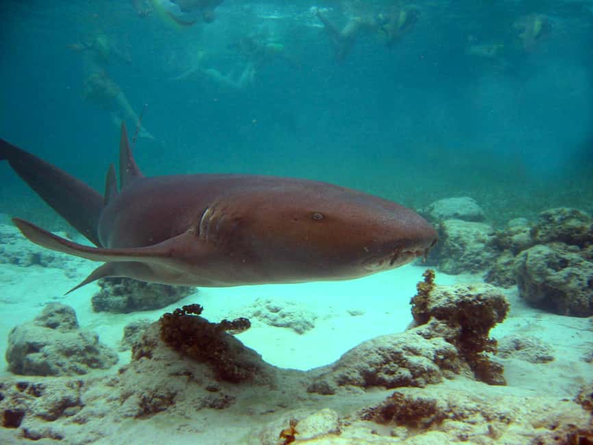Punta Cana: Marinarium Snorkeling Cruise - Key points at a glance