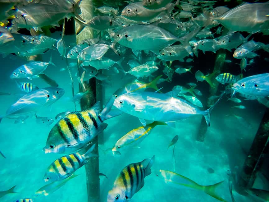 Punta Cana: Marinarium Snorkeling Cruise - What the Marinarium cruise actually offers