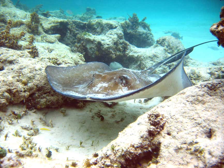 Punta Cana: Marinarium Snorkeling Cruise - What the photo policy means for you