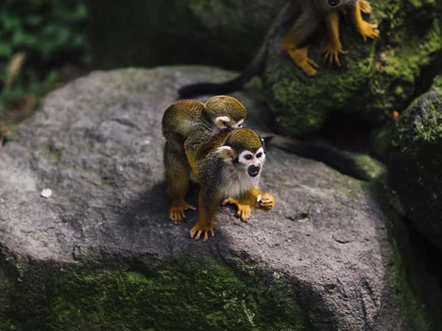 Punta Cana: Monkey Adventure by Jhoraji With Hotel Pick-Up - Key points before you book