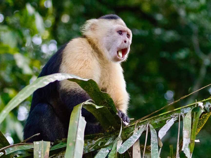 Punta Cana: Monkey Adventure by Jhoraji With Hotel Pick-Up - Four monkey species in one compact visit