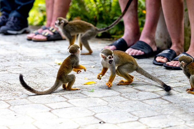 Punta Cana Monkeyland and Zipline Two Adventures in One Day - Who should book this day?