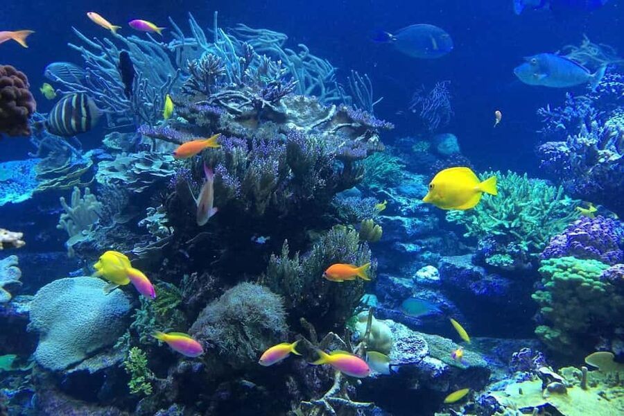 Punta Cana or La Romana: Catalina Island Tour and Snorkeling - Sailing from Punta Cana or La Romana to Catalina Island