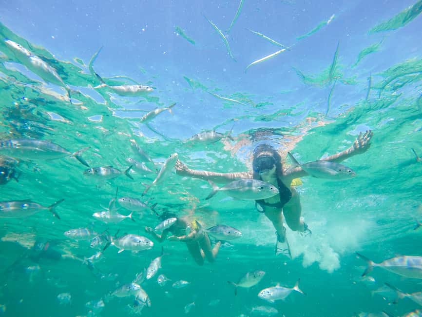 Punta Cana: Reef Explorer Access w/ Sharks & Stingrays Swim - What the $149 price really buys you