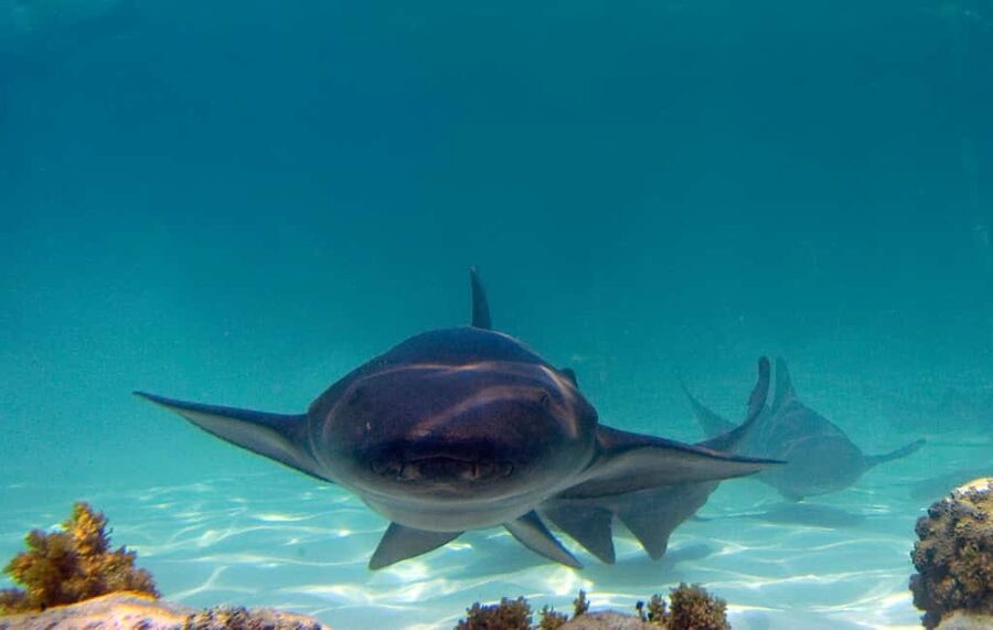 Punta Cana: Reef Explorer Access w/ Sharks & Stingrays Swim - A gentle start with refreshments and a safety briefing