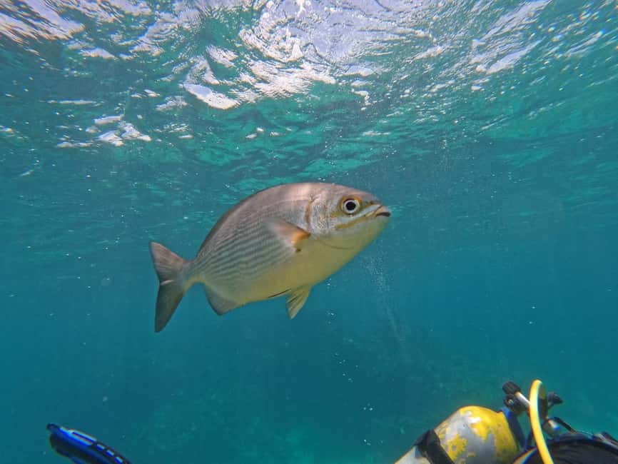 Punta Cana: Scuba Doo Adventure with Round-Trip Transfer - The boat ride to Punta Cana’s underwater site