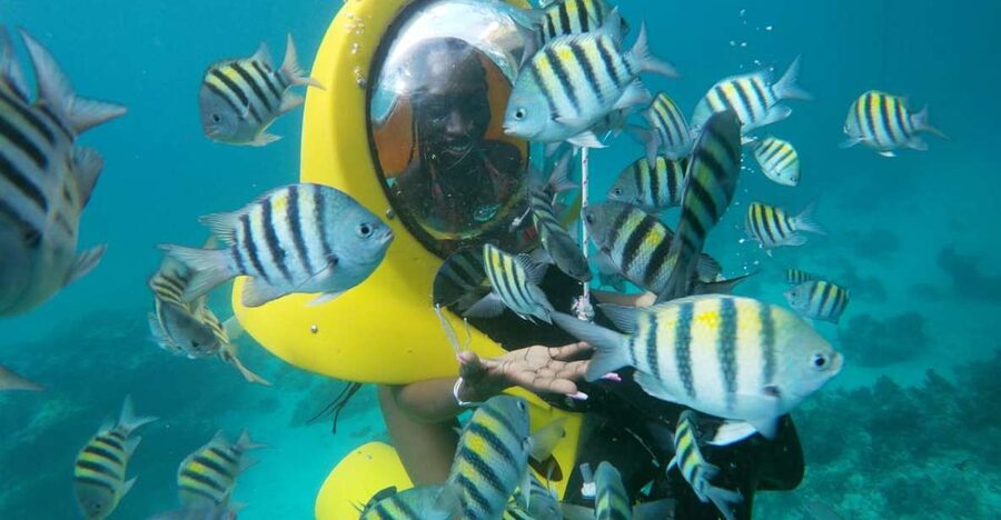 Punta Cana: Scubadoo Ocean Exploration Diving Adventure - What you may see below the surface