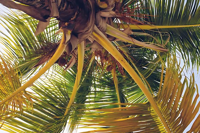 Punta Cana: Whale Watching and Bacardi Island Day Trip - Watching whales from a crowded boat