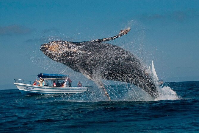 Punta Cana: Whale Watching and Bacardi Island Day Trip - The early start and the long road from Punta Cana