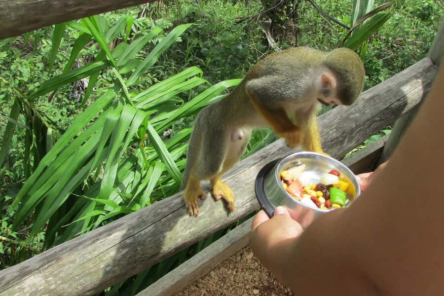 Punta Cana: Ziplines Adventures & Monkeyland Entry - What to wear and what to leave behind