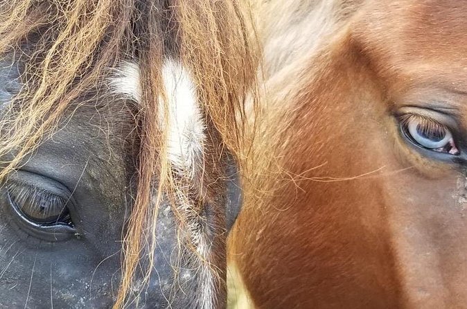 Ride Horses on the Beach - Safety, Comfort, and the Horse Care