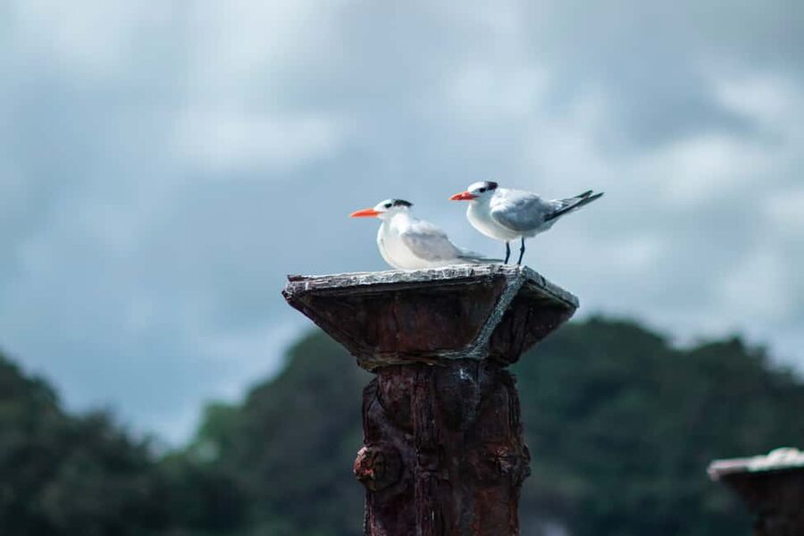 Sabana de la Mar: Los Haitises Guided Hike and Kayaking - What the $67 price buys you