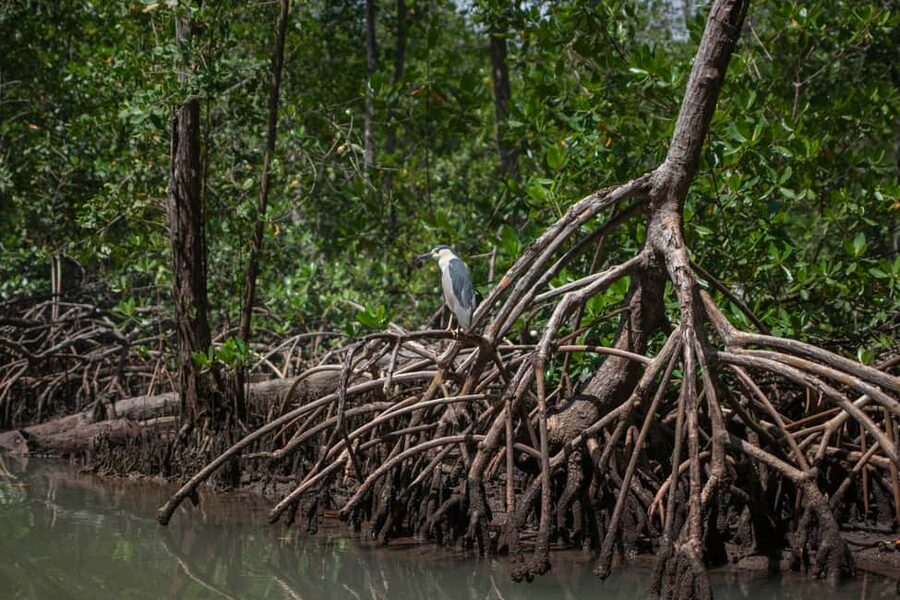 Sabana de la Mar: Los Haitises Guided Hike and Kayaking - Who will enjoy this, and who should skip it