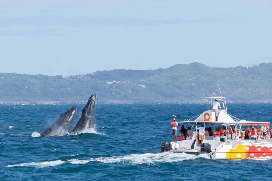 Samana: Bay of Samana Whale Watching Experience - Why Samaná Bay is a fine place for whale watching