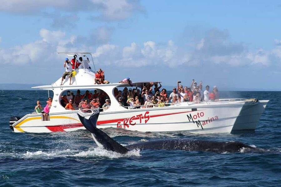 Samana: Bay of Samana Whale Watching Experience - Starting at Moto Marina in Samaná