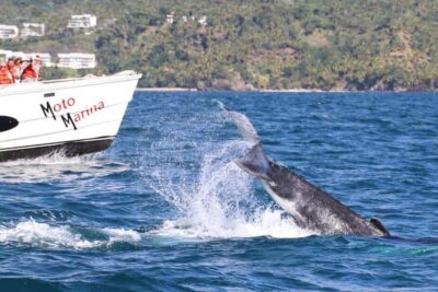 Bay of Samana Whale Watching Experience