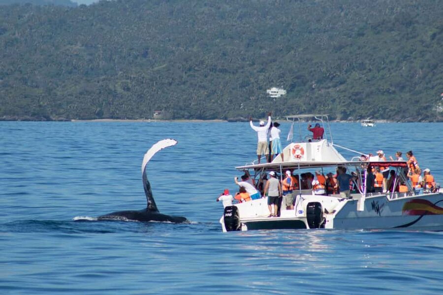 Samana: Bay of Samana Whale Watching Experience - How much value do you get for $65?